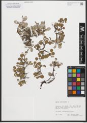 Foto von Salix reticulata L.